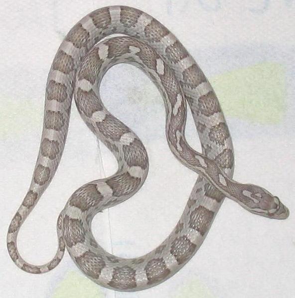 lavender het amel