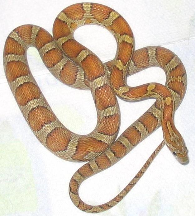 miami het striped motley