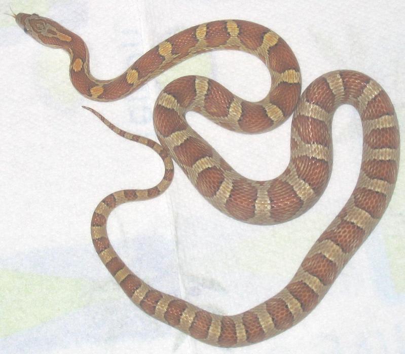miami het striped motley