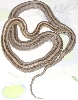 anery striped motley