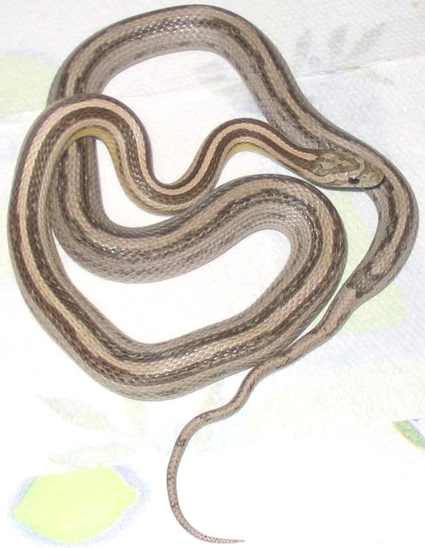 anery striped motley