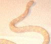 albino jungle corn