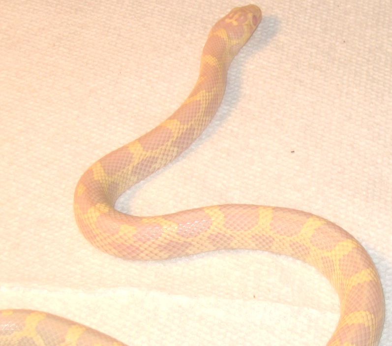 albino jungle corn