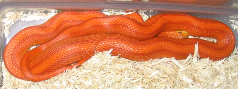 hypo striped male