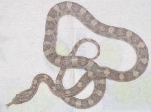 lavender het amel