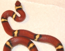 sinaloan milk x cornsnake hybrid