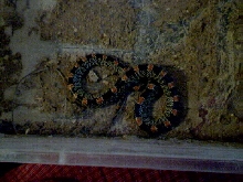 What kind of snake is this