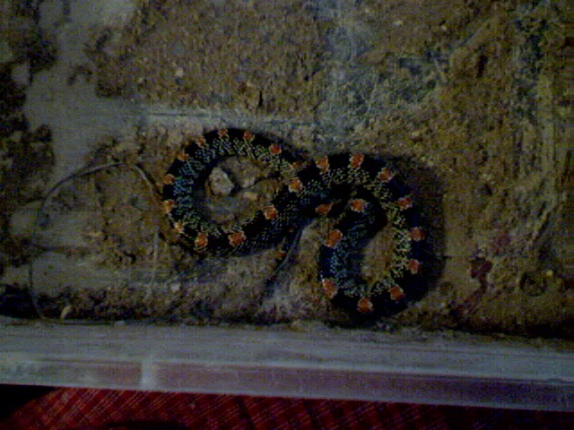 What kind of snake is this