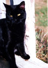KoKo
