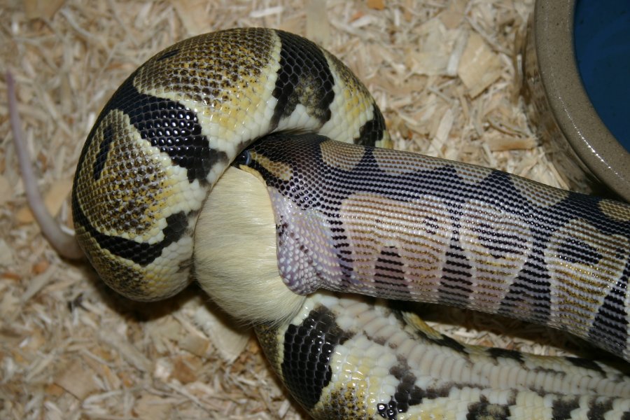 ball python