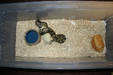 ball python