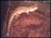 WC Baby Red Tegu