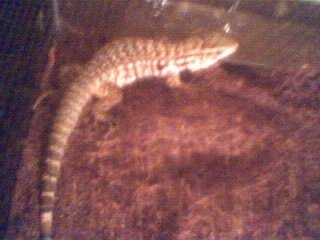 WC Baby Red Tegu