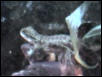 Austrailian Water Dragon