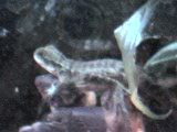 Austrailian Water Dragon