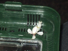 Young Male Hymenopus