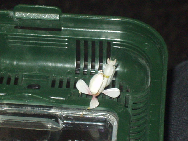 Young Male Hymenopus