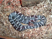 Anerythristic female after shed
