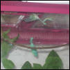 both mantises in tank