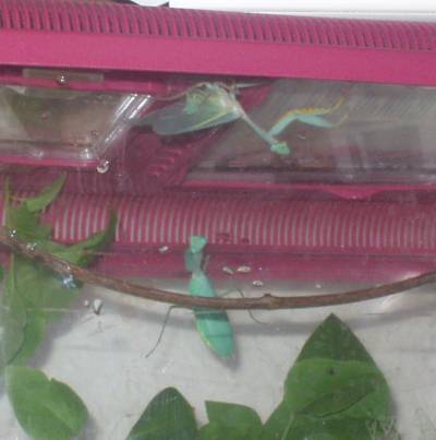 both mantises in tank
