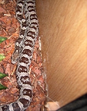 Gravid Anery