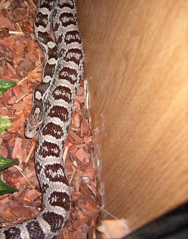 Gravid Anery