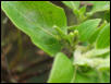 Green Spider