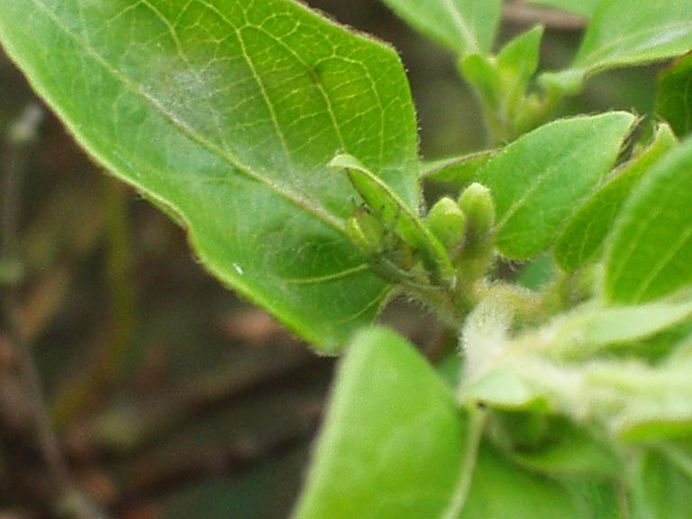 Green Spider