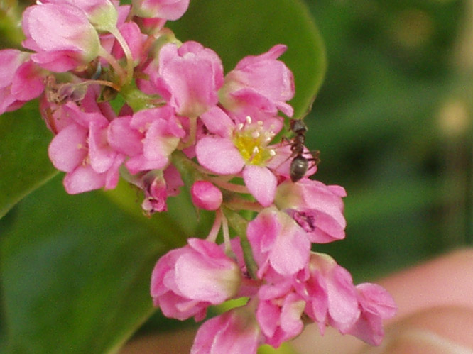 L.Niger