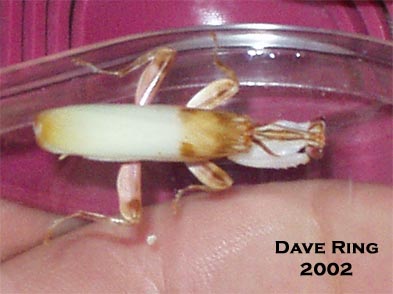 Male Hymenopus Coronatus