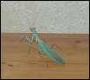Male mantis
