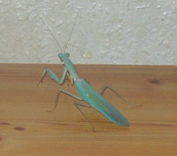 Male mantis