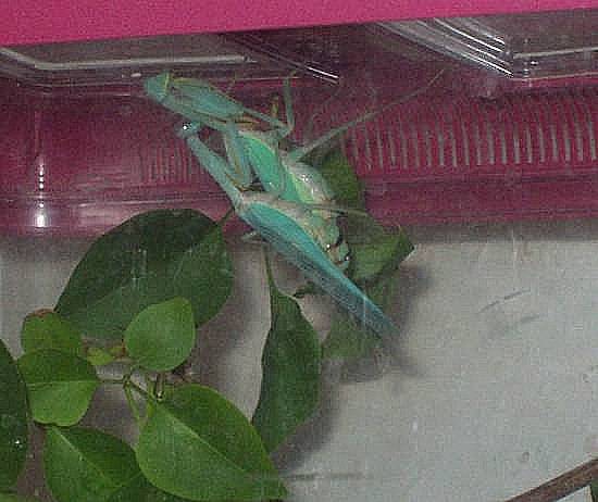 mating