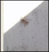 Nice Spider