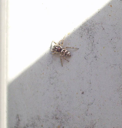Nice Spider