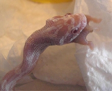 Same colour as his food...