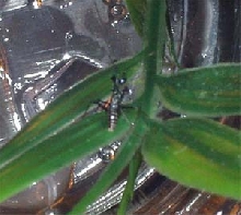 Pseudocreobotra wahlbergii