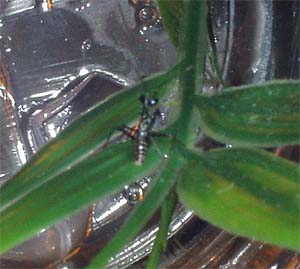Pseudocreobotra wahlbergii