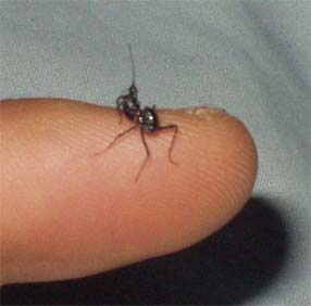 Pseudocreobotra wahlbergii