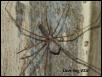 Spider carrying egg sack