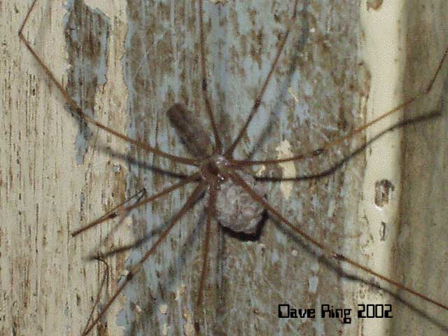 Spider carrying egg sack
