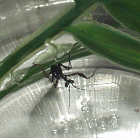 Mantis Threat Posture