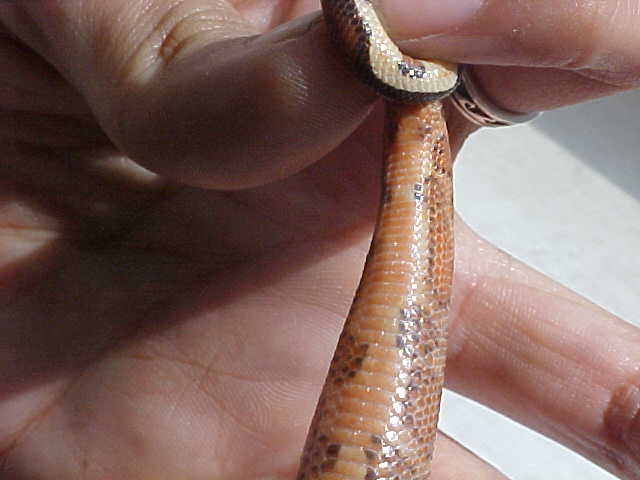 i see a morph coming