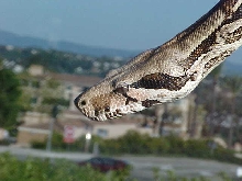 tyson