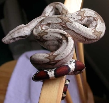 Cheyenne