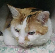 MALE CALICO !!!