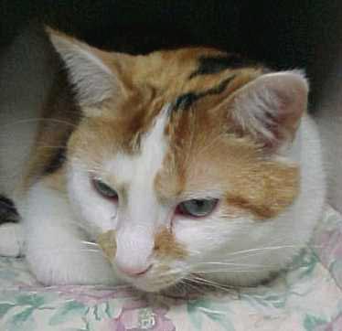 MALE CALICO !!!