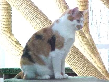 MALE CALICO2