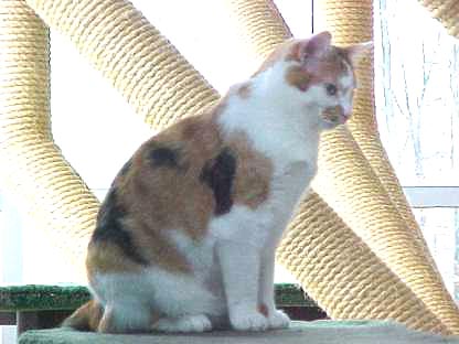 MALE CALICO2