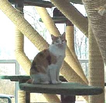 MALE CALICO3
